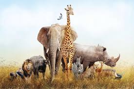 fototapety safari
